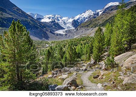 Stock Image - Hiking trail in the Morteratsch Valley with Bellavista, Piz Bernina and Morteratsch Glacier, Pontresina, Bernina Alps, Upper Engadine, Engadine, Grisons, Switzerland, Europe. Fotosearch