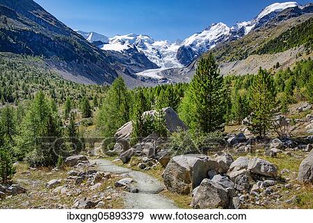 Hiking trail in the Morteratsch Valley with Bellavista, Piz Bernina and Morteratsch Glacier, Pontresina, Bernina Alps, Upper Engadine, Engadine, Grisons, Switzerland, Europe View Large Photo Image Stock Photo - Hiking trail in the Morteratsch Valley with Bellavista, Piz Bernina and Morteratsch Glacier, Pontresina, Bernina Alps, Upper Engadine, Engadine, Grisons, Switzerland, Europe. Fotosearch