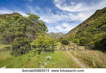 Picture - Hiking trail in the valley of Grandview Creek, Grandview Mountain Track, Lake Hāwea, Southern Alps, Otago, South Island, New Zealand, Oceania. Fotosearch