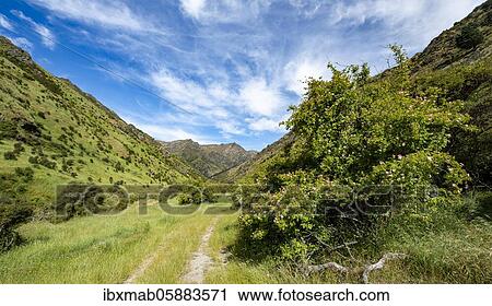 Stock Image - Hiking trail in the valley of Grandview Creek, Grandview Mountain Track, Lake Hāwea, Southern Alps, Otago, South Island, New Zealand, Oceania. Fotosearch
