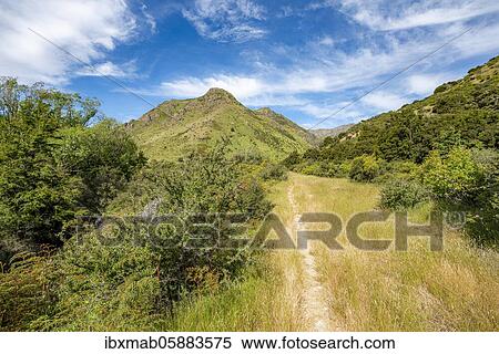 Stock Photography - Hiking trail in the valley of Grandview Creek, Grandview Mountain Track, Lake Hāwea, Southern Alps, Otago, South Island, New Zealand, Oceania. Fotosearch