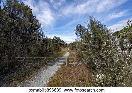 Hiking trail, Kepler Track, Fiordland National Park, Southland, South Island, New Zealand, Oceania View Large Photo Image Stock Photo - Hiking trail, Kepler Track, Fiordland National Park, Southland, South Island, New Zealand, Oceania. Fotosearch