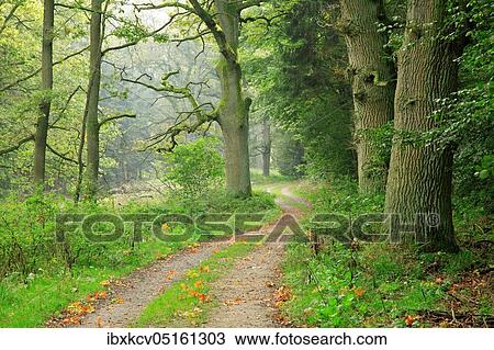 Stock Image - Hiking trail through atmospheric misty forest, gnarled old oak trees, Reinhardswald, Hesse, Germany, Europe. Fotosearch