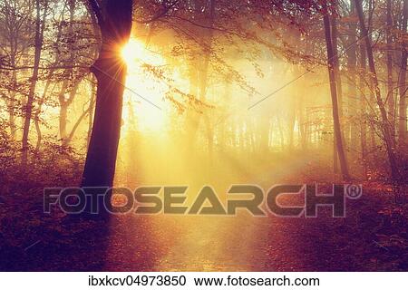Hiking trail through beech forest in autumn, morning fog, sun shines through the foliage, cross processed, Burgenlandkreis, Saxony-Anhalt, Germany, Europe View Large Photo Image Stock Image - Hiking trail through beech forest in autumn, morning fog, sun shines through the foliage, cross processed, Burgenlandkreis, Saxony-Anhalt, Germany, Europe. Fotosearch