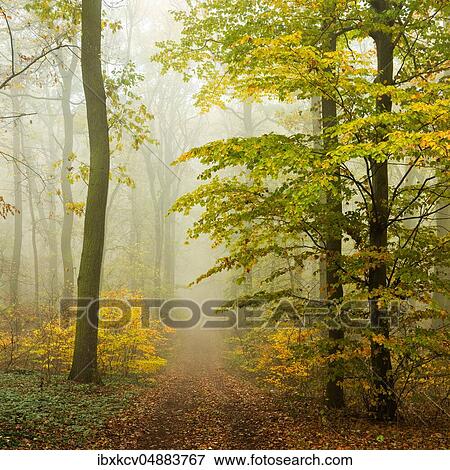 Stock Photo - Hiking trail through beech forest with fog in autumn, Ziegelrodaer Forst, Germany ( Sachsen-Anhalt). Fotosearch