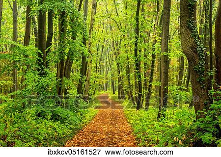 Hiking trail through deciduous forest in autumn, near Naumburg, Burgenlandkreis, Saxony-Anhalt, Germany, Europe View Large Photo Image Stock Photo - Hiking trail through deciduous forest in autumn, near Naumburg, Burgenlandkreis, Saxony-Anhalt, Germany, Europe. Fotosearch