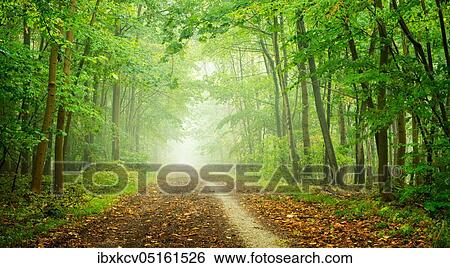 Hiking trail through deciduous forest with fog in autumn, near Naumburg, Burgenlandkreis, Saxony-Anhalt, Germany, Europe View Large Photo Image Stock Photograph - Hiking trail through deciduous forest with fog in autumn, near Naumburg, Burgenlandkreis, Saxony-Anhalt, Germany, Europe. Fotosearch