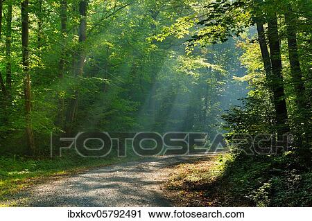 Hiking trail through light-flooded forest, sun shines through morning mist, deciduous forest, Ziegelrodaer forest, near Allstedt, Mansfeld-South Harz, Saxony-Anhalt, Germany, Europe View Large Photo Image Stock Image - Hiking trail through light-flooded forest, sun shines through morning mist, deciduous forest, Ziegelrodaer forest, near Allstedt, Mansfeld-South Harz, Saxony-Anhalt, Germany, Europe. Fotosearch