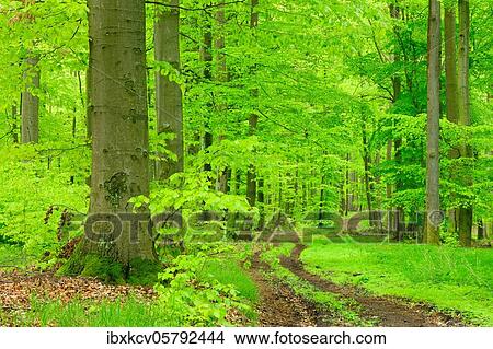 Hiking trail through near-natural beech forest in spring, fresh green, large old beeches, Steigerwald, Lower Franconia, Bavaria, Germany, Europe View Large Photo Image Picture - Hiking trail through near-natural beech forest in spring, fresh green, large old beeches, Steigerwald, Lower Franconia, Bavaria, Germany, Europe. Fotosearch