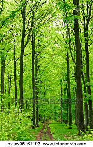Hiking trail through near-natural beech forest in spring, fresh green, large old beeches, Steigerwald, Lower Franconia, Bavaria, Germany, Europe View Large Photo Image Stock Photo - Hiking trail through near-natural beech forest in spring, fresh green, large old beeches, Steigerwald, Lower Franconia, Bavaria, Germany, Europe. Fotosearch