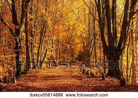 Stock Photo - Hiking trail through sunny beech forest in autumn, Müritz National Park, Mecklenburg-Vorpommern, Germany, Europe. Fotosearch