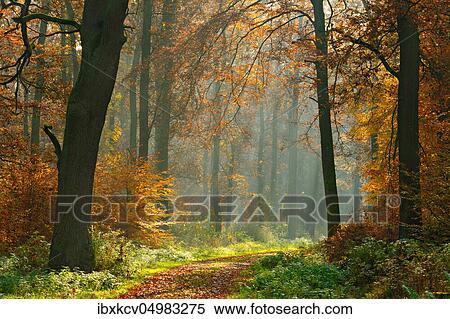 Hiking trail through sunny forest in autumn, sunbeams shine through morning fog, Reinhardswald, Hesse, Germany, Europe View Large Photo Image Stock Photography - Hiking trail through sunny forest in autumn, sunbeams shine through morning fog, Reinhardswald, Hesse, Germany, Europe. Fotosearch