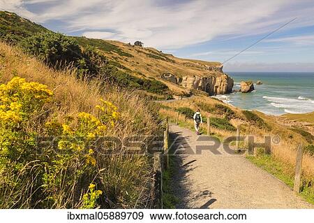 Hiking trail to Tunnel Beach, Oceania, Dunedin, Otago, South Island, New Zealand, Oceania View Large Photo Image Stock Photo - Hiking trail to Tunnel Beach, Oceania, Dunedin, Otago, South Island, New Zealand, Oceania. Fotosearch