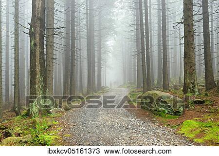Stock Image - Hiking trail winds through misty spruce forest, in the back the blurred silhouettes of hikers, Harz National Park, near Schierke, Saxony-Anhalt, Germany, Europe. Fotosearch
