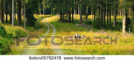 Hiking trail winds through open spruce forest in the light of the evening sun, small clearings and clearings, Harz National Park, near Braunlage, Lower Saxony, Germany, Europe View Large Photo Image Stock Photo - Hiking trail winds through open spruce forest in the light of the evening sun, small clearings and clearings, Harz National Park, near Braunlage, Lower Saxony, Germany, Europe. Fotosearch