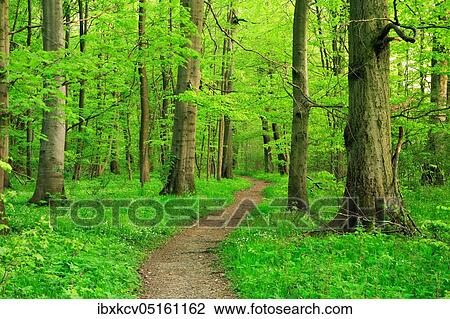 Hiking trail winds through semi-natural beech forest in spring, fresh green foliage, anemones in bloom, UNESCO World Natural Heritage Site "Primeval Beech Forests in the Carpathians and Old Beech Forests in Germany", Hainich National Park, Thuringia,... View Large Photo Image Stock Image - Hiking trail winds through semi-natural beech forest in spring, fresh green foliage, anemones in bloom, UNESCO World Natural Heritage Site "Primeval Beech Forests in the Carpathians and Old Beech Forests in Germany", Hainich National Park, Thuringia,.... Fotosearch