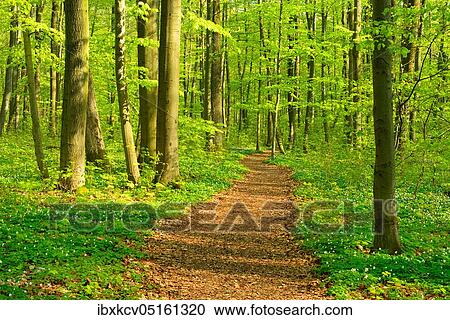 Stock Image - Hiking trail winds through semi-natural beech forest in spring, fresh green foliage, anemones in bloom, UNESCO World Natural Heritage, Hainich National Park, Thuringia, Germany, Europe. Fotosearch