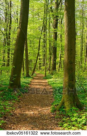 Hiking trail winds through semi-natural beech forest in spring, fresh green foliage, anemones in bloom, UNESCO World Natural Heritage Site "Primeval Beech Forests in the Carpathians and Old Beech Forests in Germany", Hainich National Park, Thuringia,... View Large Photo Image Stock Image - Hiking trail winds through semi-natural beech forest in spring, fresh green foliage, anemones in bloom, UNESCO World Natural Heritage Site "Primeval Beech Forests in the Carpathians and Old Beech Forests in Germany", Hainich National Park, Thuringia,.... Fotosearch