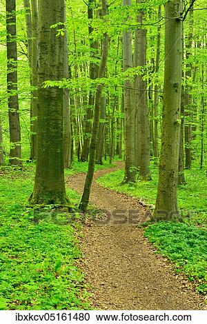 Hiking trail winds through semi-natural beech forest in spring, fresh green foliage, UNESCO World Natural Heritage "Primeval Beech Forests in the Carpathians and Old Beech Forests in Germany", Hainich National Park, Thuringia, Germany, Europe View Large Photo Image Stock Image - Hiking trail winds through semi-natural beech forest in spring, fresh green foliage, UNESCO World Natural Heritage "Primeval Beech Forests in the Carpathians and Old Beech Forests in Germany", Hainich National Park, Thuringia, Germany, Europe. Fotosearch