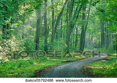 Hiking trail winds through light-flooded forest, sun shines through morning mist, deciduous forest, Ziegelrodaer Forst, near Allstedt, Mansfeld-Südharz, Saxony-Anhalt, Germany, Europe View Large Photo Image Stock Photograph - Hiking trail winds through light-flooded forest, sun shines through morning mist, deciduous forest, Ziegelrodaer Forst, near Allstedt, Mansfeld-Südharz, Saxony-Anhalt, Germany, Europe. Fotosearch