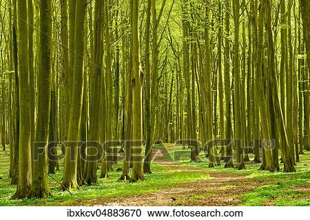 Stock Image - Hiking trail winds through sunny beech forest in spring, Stubnitz, Jasmund National Park, UNESCO World Natural Heritage, Island of Rügen, Mecklenburg-Western Pomerania, Germany, Europe. Fotosearch