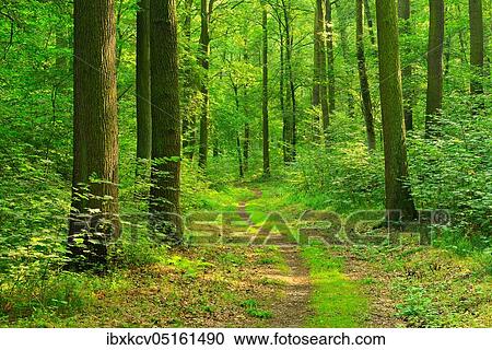 Hiking trail winds through sunny forest, oaks and beeches, deciduous forest, Ziegelrodaer Forst, near Querfurt, Burgenlandkreis, Saxony-Anhalt, Germany, Europe View Large Photo Image Stock Image - Hiking trail winds through sunny forest, oaks and beeches, deciduous forest, Ziegelrodaer Forst, near Querfurt, Burgenlandkreis, Saxony-Anhalt, Germany, Europe. Fotosearch