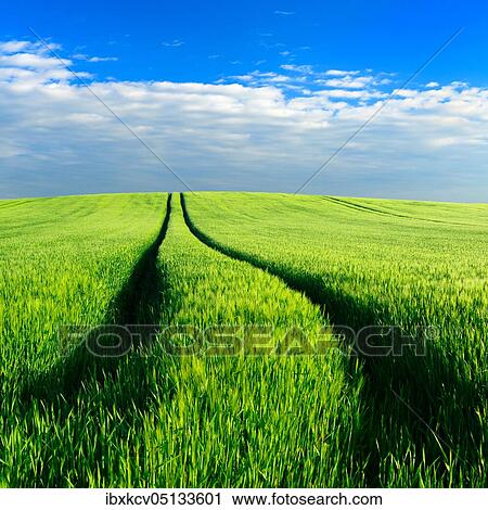 Hill with green cornfield in spring under blue sky with clouds, lane leads into the picture, Saalekre ( Naturpark Unteres Saaletal) is, Germany ( Sachsen-Anhalt) View Large Photo Image Stock Image - Hill with green cornfield in spring under blue sky with clouds, lane leads into the picture, Saalekre ( Naturpark Unteres Saaletal) is, Germany ( Sachsen-Anhalt). Fotosearch