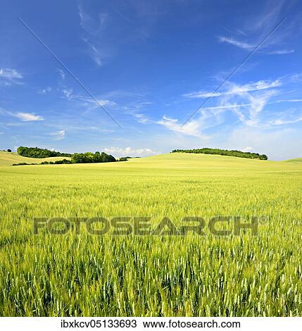 Hilly landscape with barley field, blue sky with veil clouds, near Wettin, Saalekreis, Germany ( Sachsen-Anhalt) View Large Photo Image Stock Image - Hilly landscape with barley field, blue sky with veil clouds, near Wettin, Saalekreis, Germany ( Sachsen-Anhalt). Fotosearch