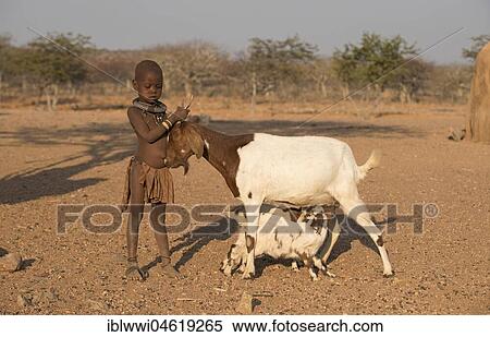 Stock Photography - Himbamädchen holds a young goat while suckling the kittens, Kunene, Kaokoveld, Namibia, Africa. Fotosearch