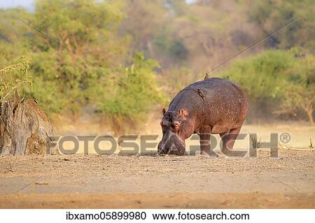 Hippopotamus (Hippopotamus amphibius), Luangwa River, South Luangwa National Park, Zambia, Africa View Large Photo Image Stock Image - Hippopotamus (Hippopotamus amphibius), Luangwa River, South Luangwa National Park, Zambia, Africa. Fotosearch