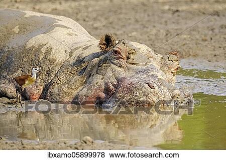Hippopotamus (Hippopotamus amphibius), mud bath, relaxin, portrait, humor, Luangwa River, South Luangwa National Park, Zambia, Africa View Large Photo Image Stock Photo - Hippopotamus (Hippopotamus amphibius), mud bath, relaxin, portrait, humor, Luangwa River, South Luangwa National Park, Zambia, Africa. Fotosearch