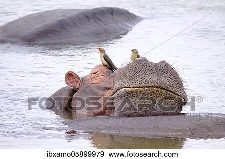 Hippopotamus (Hippopotamus amphibius) relaxing on another hippo, humor, Luangwa River, South Luangwa National Park, Zambia, Africa View Large Photo Image Stock Photo - Hippopotamus (Hippopotamus amphibius) relaxing on another hippo, humor, Luangwa River, South Luangwa National Park, Zambia, Africa. Fotosearch