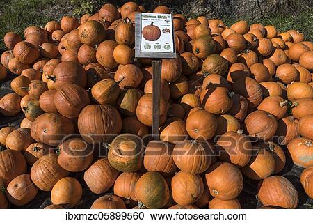 Hokkaido pumpkins (Cucurbita maxima), variety Red Hokkaido, street side sale, Bavaria, Germany, Europe View Large Photo Image Stock Image - Hokkaido pumpkins (Cucurbita maxima), variety Red Hokkaido, street side sale, Bavaria, Germany, Europe. Fotosearch