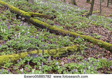 Hollow larkspur (Corydalis cava) in the Teutoburg Forest, Bad Iburg, Lower Saxony, Germany, Europe View Large Photo Image Stock Image - Hollow larkspur (Corydalis cava) in the Teutoburg Forest, Bad Iburg, Lower Saxony, Germany, Europe. Fotosearch
