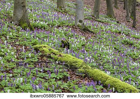 Hollow larkspur (Corydalis cava) in the Teutoburg Forest, Bad Iburg, Lower Saxony, Germany, Europe View Large Photo Image Stock Photo - Hollow larkspur (Corydalis cava) in the Teutoburg Forest, Bad Iburg, Lower Saxony, Germany, Europe. Fotosearch