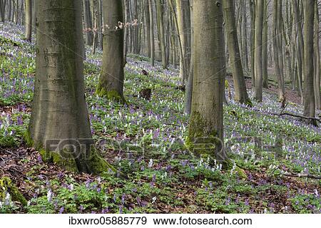 Hollow larkspur (Corydalis cava) in the Teutoburg Forest, Bad Iburg, Lower Saxony, Germany, Europe View Large Photo Image Stock Photo - Hollow larkspur (Corydalis cava) in the Teutoburg Forest, Bad Iburg, Lower Saxony, Germany, Europe. Fotosearch