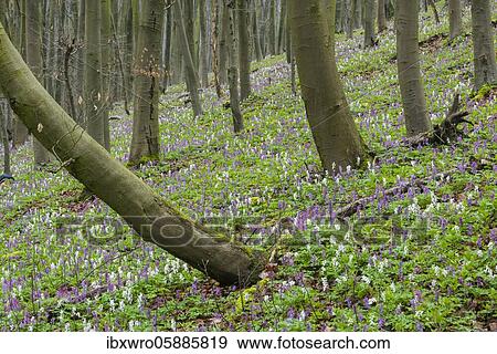 Stock Photo - Hollow larkspur (Corydalis cava) in the Teutoburg Forest, Bad Iburg, Lower Saxony, Germany, Europe. Fotosearch