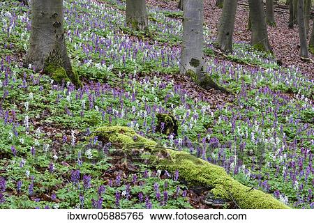 Hollow larkspur (Corydalis cava) in the Teutoburg Forest, Bad Iburg, Lower Saxony, Germany, Europe View Large Photo Image Stock Photography - Hollow larkspur (Corydalis cava) in the Teutoburg Forest, Bad Iburg, Lower Saxony, Germany, Europe. Fotosearch