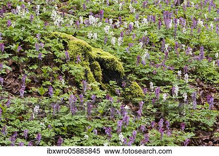 Hollow larkspur (Corydalis cava) in the Teutoburg Forest, Bad Iburg, Lower Saxony, Germany, Europe View Large Photo Image Stock Photography - Hollow larkspur (Corydalis cava) in the Teutoburg Forest, Bad Iburg, Lower Saxony, Germany, Europe. Fotosearch