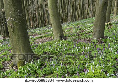 Hollow larkspur (Corydalis cava) Teutoburg Forest, Bad Iburg, Lower Saxony, Germany, Europe View Large Photo Image Picture - Hollow larkspur (Corydalis cava) Teutoburg Forest, Bad Iburg, Lower Saxony, Germany, Europe. Fotosearch