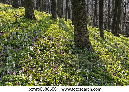Hollow larkspur (Corydalis cava) Teutoburg Forest, Bad Iburg, Lower Saxony, Germany, Europe View Large Photo Image Stock Image - Hollow larkspur (Corydalis cava) Teutoburg Forest, Bad Iburg, Lower Saxony, Germany, Europe. Fotosearch