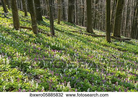 Hollow larkspur (Corydalis cava) Teutoburg Forest, Bad Iburg, Lower Saxony, Germany, Europe View Large Photo Image Stock Image - Hollow larkspur (Corydalis cava) Teutoburg Forest, Bad Iburg, Lower Saxony, Germany, Europe. Fotosearch