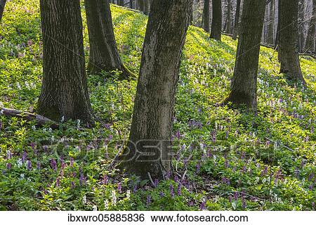 Hollow larkspur (Corydalis cava) Teutoburg Forest, Bad Iburg, Lower Saxony, Germany, Europe View Large Photo Image Stock Photograph - Hollow larkspur (Corydalis cava) Teutoburg Forest, Bad Iburg, Lower Saxony, Germany, Europe. Fotosearch