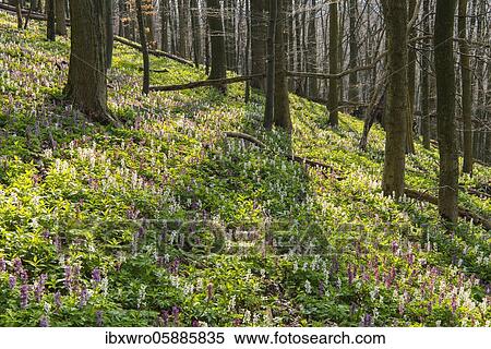 Hollow larkspur (Corydalis cava) Teutoburg Forest, Bad Iburg, Lower Saxony, Germany, Europe View Large Photo Image Stock Photography - Hollow larkspur (Corydalis cava) Teutoburg Forest, Bad Iburg, Lower Saxony, Germany, Europe. Fotosearch