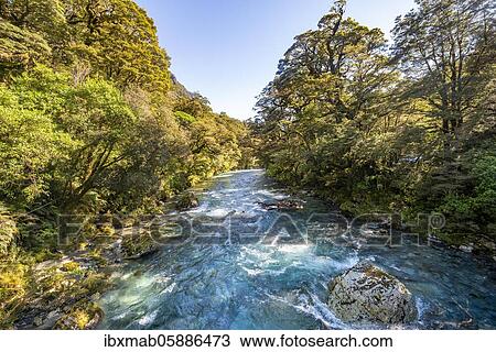 Stock Image - Hollyford River, Whakatipu Ka Tuka, Fiordland National Park, Te Anau, Southland, South Island, New Zealand, Oceania. Fotosearch