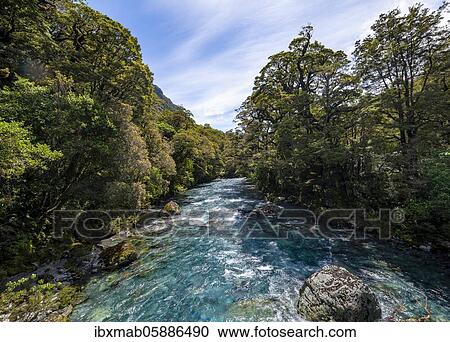 Hollyford River, Whakatipu Ka Tuka, Fiordland National Park, Te Anau, Southland, South Island, New Zealand, Oceania View Large Photo Image Stock Image - Hollyford River, Whakatipu Ka Tuka, Fiordland National Park, Te Anau, Southland, South Island, New Zealand, Oceania. Fotosearch