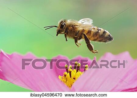 Stock Image - Honey bee (Apis mellifera), in flight, Germany, Europe. Fotosearch