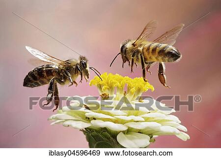 Honey bee (Apis mellifera), in flight, Germany, Europe View Large Photo Image Stock Photo - Honey bee (Apis mellifera), in flight, Germany, Europe. Fotosearch