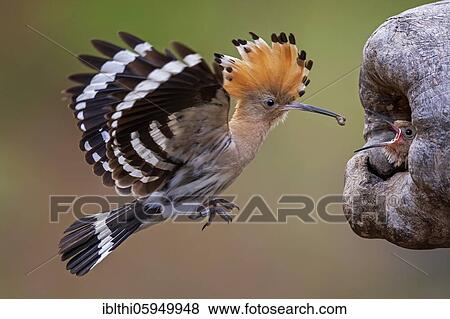 Hoopoe (Upupa epops) Feeding young birds, at the breeding cave, Middle Elbe Biosphere Reserve, Saxony-Anhalt, Germany, Europe View Large Photo Image Stock Photo - Hoopoe (Upupa epops) Feeding young birds, at the breeding cave, Middle Elbe Biosphere Reserve, Saxony-Anhalt, Germany, Europe. Fotosearch