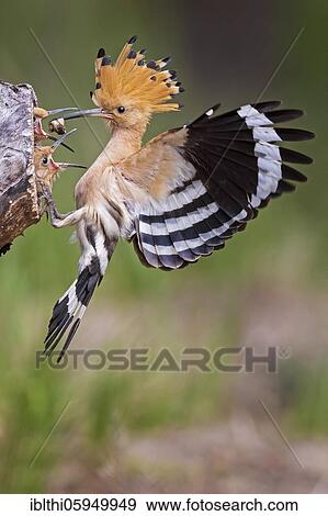 Hoopoe (Upupa epops) Feeding young birds, at the breeding cave, Middle Elbe Biosphere Reserve, Saxony-Anhalt, Germany, Europe View Large Photo Image Stock Photo - Hoopoe (Upupa epops) Feeding young birds, at the breeding cave, Middle Elbe Biosphere Reserve, Saxony-Anhalt, Germany, Europe. Fotosearch